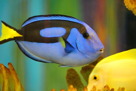 Underwater blue aquarium photo
