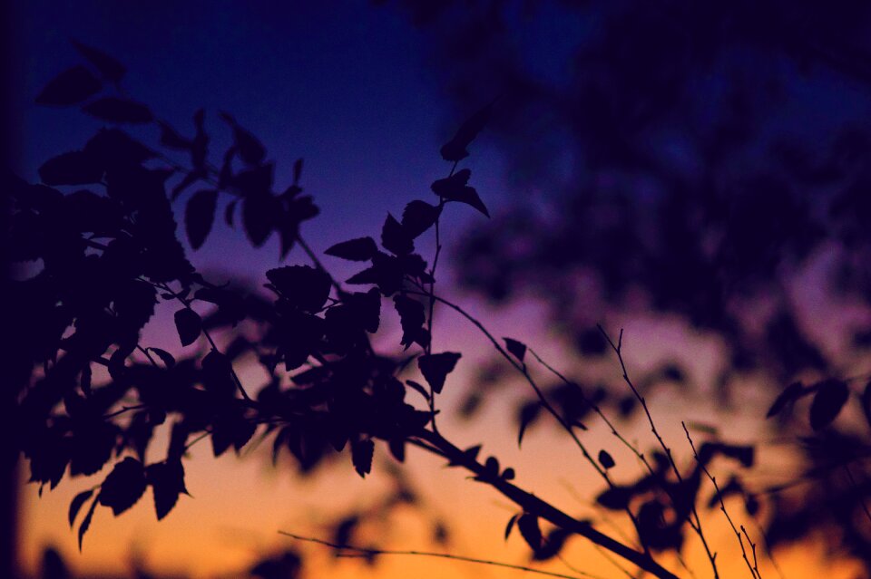 Sunset tree silhouette