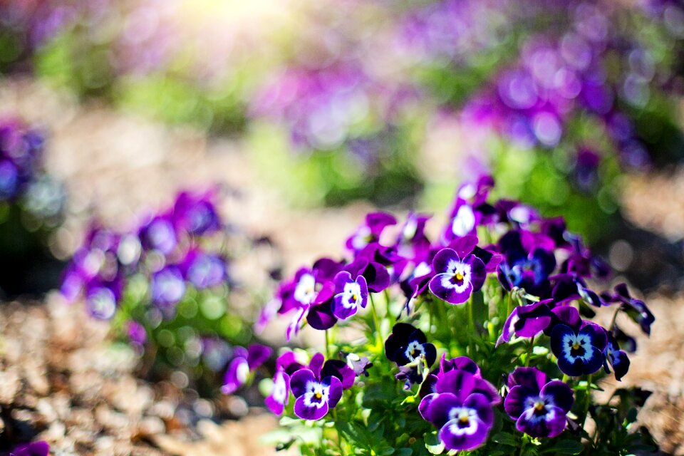 Purple nature floral
