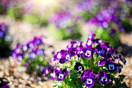 Purple nature floral photo