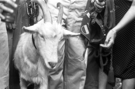 De geit Kees, mascotte van de Prins Bernhard Kapel, Bestanddeelnr 6119