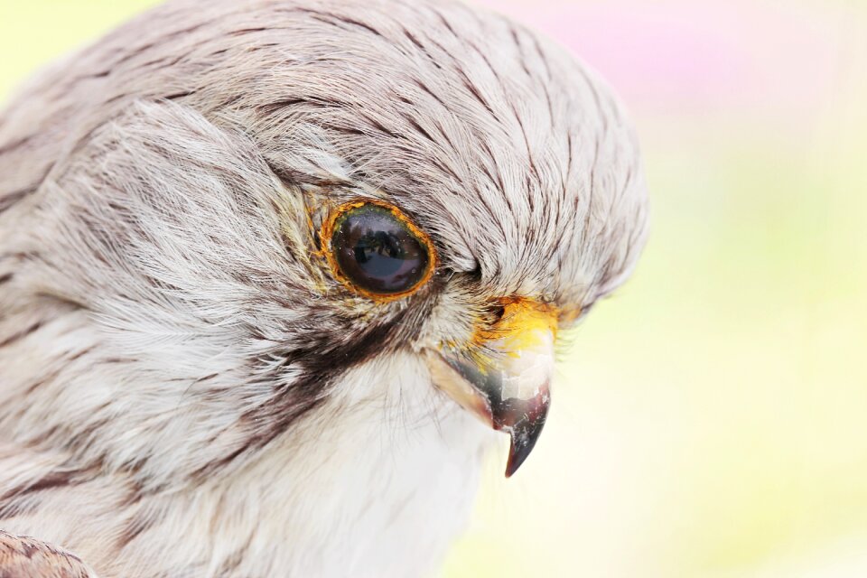 Animal taxidermy bird preparation