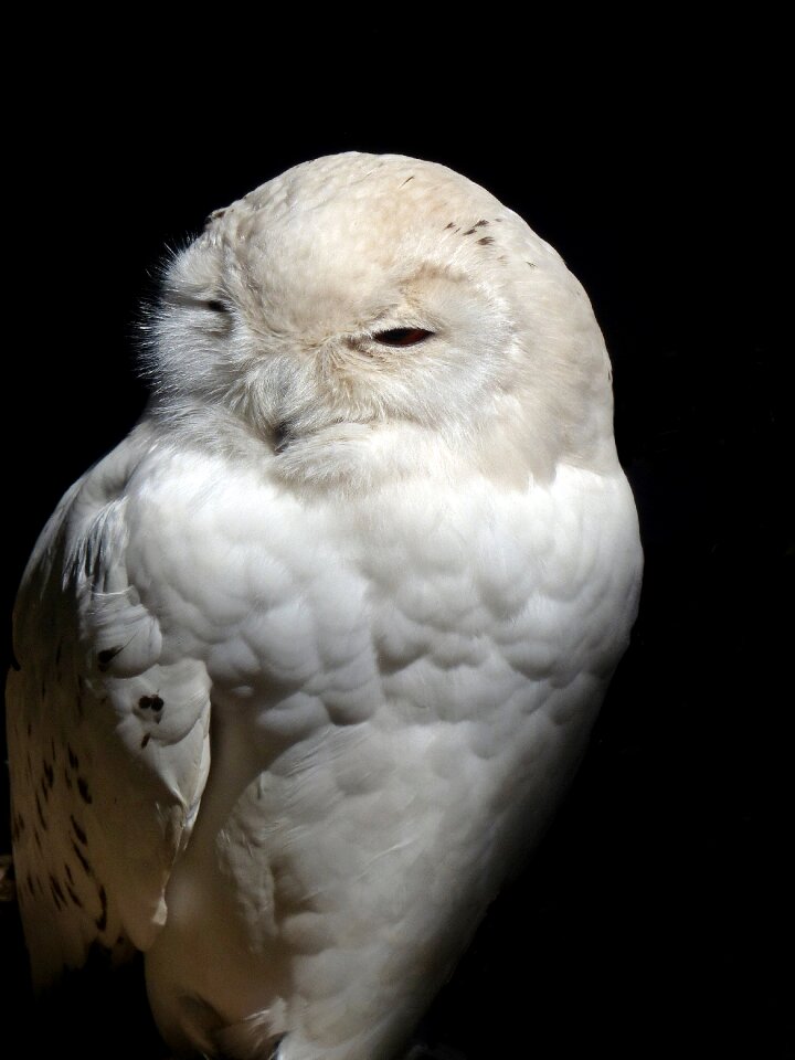 Snow owl nocturnal mystical