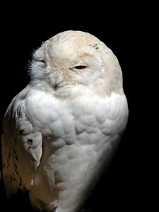 Snow owl nocturnal mystical