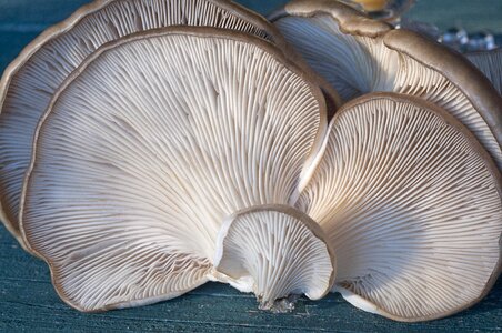 Fungi oyster mushroom