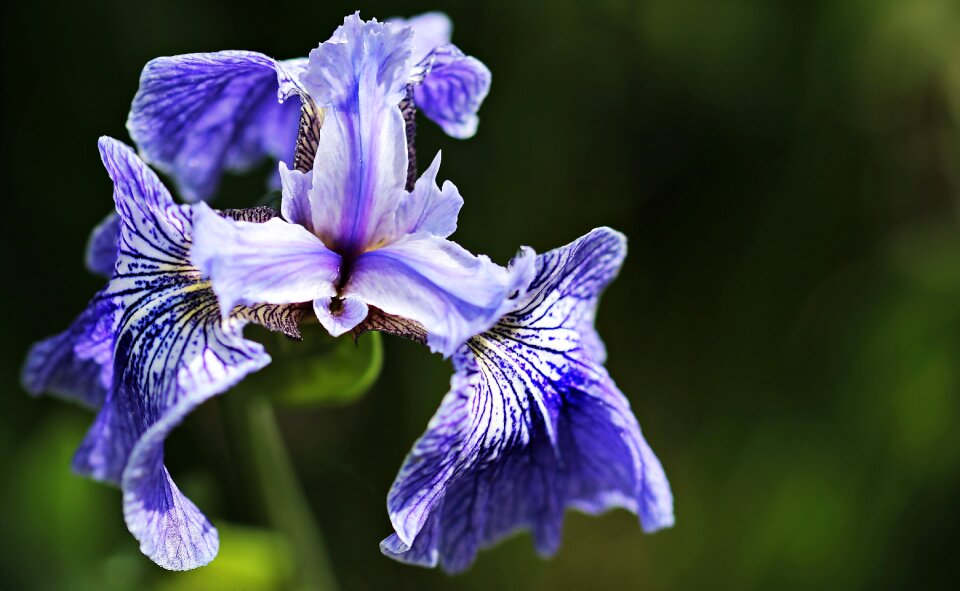 Blue blossom bloom photo