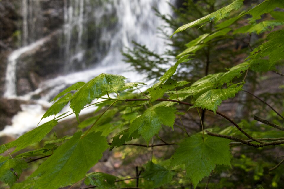 Forest foliage tree