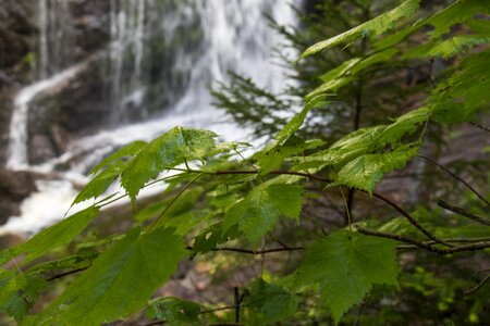 Forest foliage tree