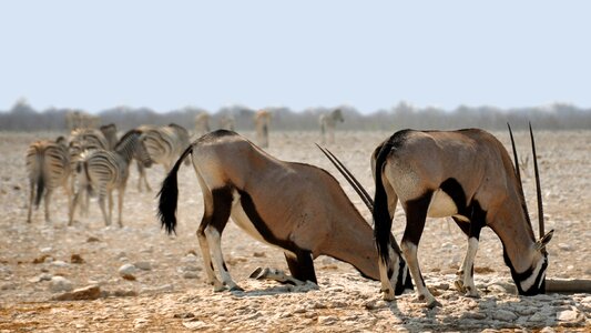 Nature dry national park