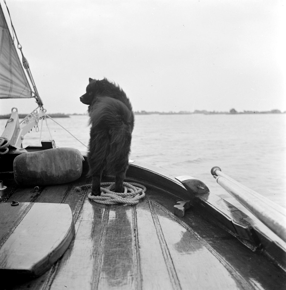 De Chow-chow van de heer Bokma op zijn zeilboot, Bestanddeelnr 191-0706