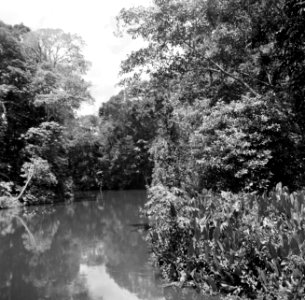 De Coppename-rivier in Suriname, Bestanddeelnr 252-5648