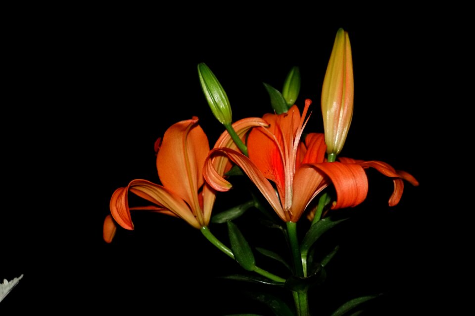 Orange spring flowers arrangement