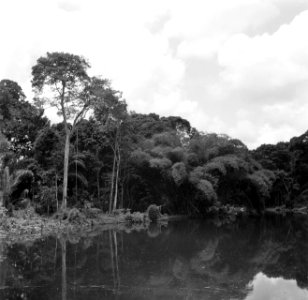 De Coppename-rivier in Suriname, Bestanddeelnr 252-5651