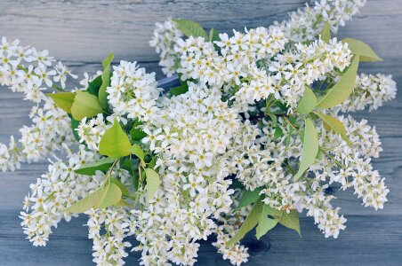 White lilac blossom branch white flowers