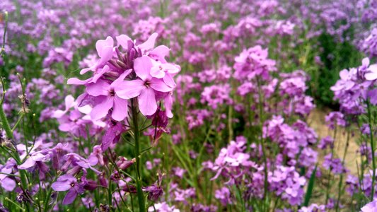 Verbena plant natural