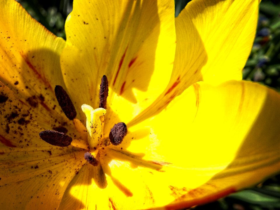 Flower garden pistil