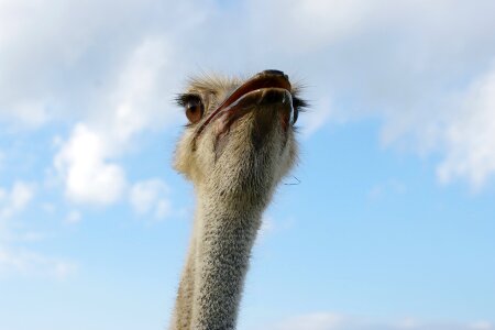 Flightless bird close up animal world