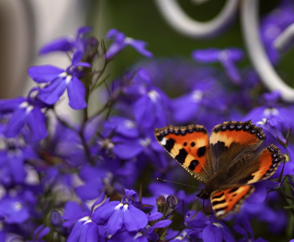 Flowers insect summer
