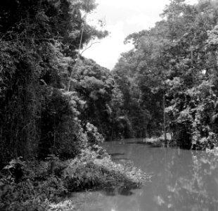 De Coppename-rivier in Suriname, Bestanddeelnr 252-5647