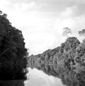 De Coppename-rivier in Suriname, Bestanddeelnr 252-5649