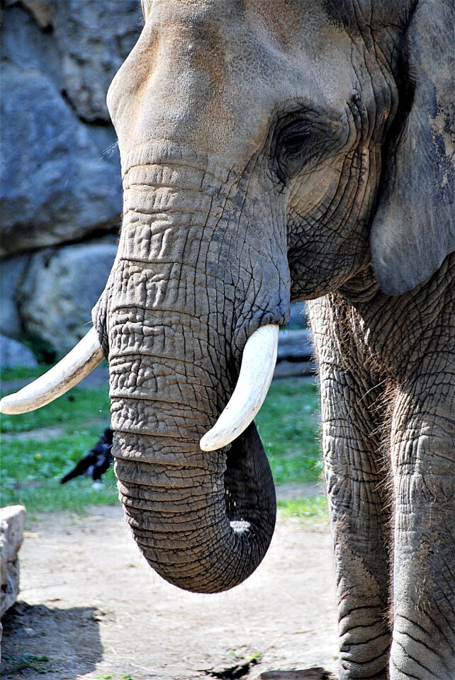 Pachyderm section zoo