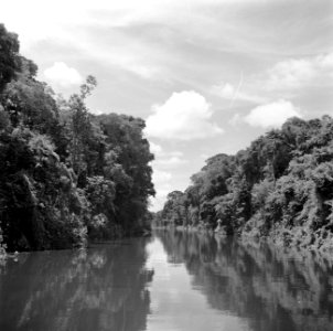 De Coppename-rivier in Suriname, Bestanddeelnr 252-5650