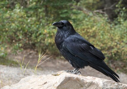 Black flying raven bird photo