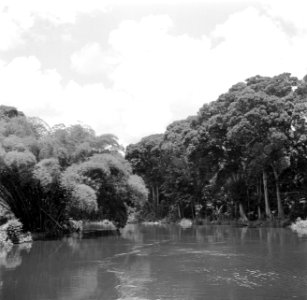 De Coppename-rivier in Suriname, Bestanddeelnr 252-5646
