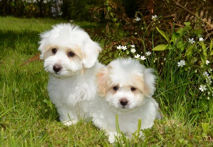 Cotton tulear white petit photo