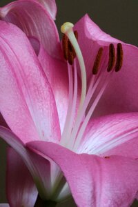 Pistil flower stamens photo