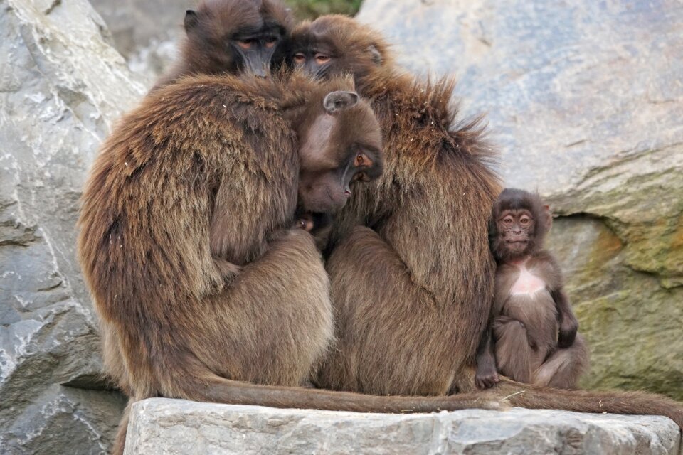 Mother ape baby social