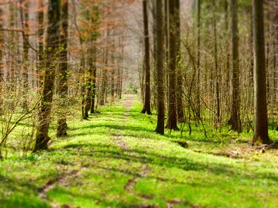 Nature walk track