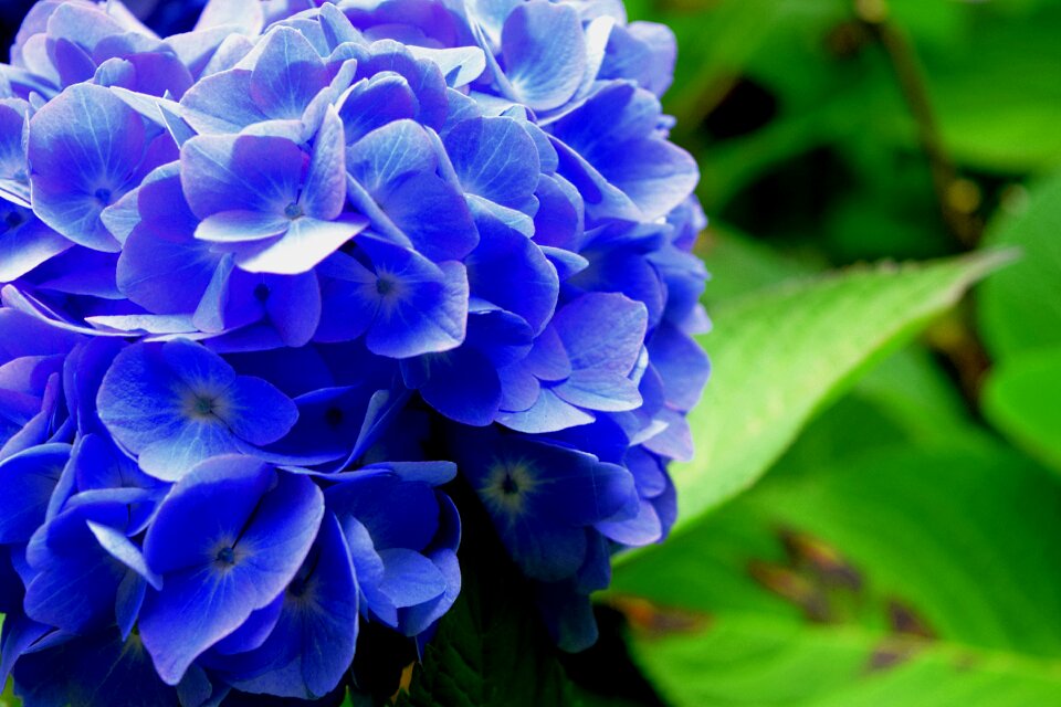 Flower blue nature
