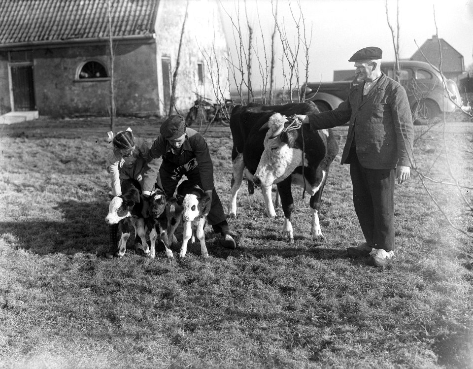 Drieling kalveren, Bestanddeelnr 902-0768