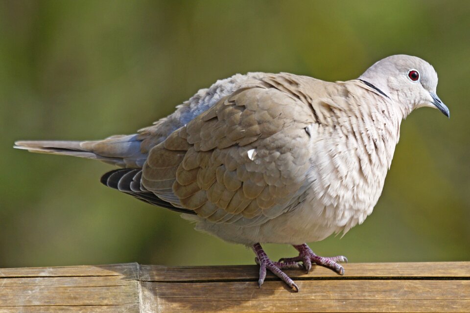 Turtle dove standing aufplustern
