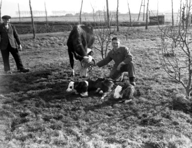 Drieling kalveren, Bestanddeelnr 902-0767