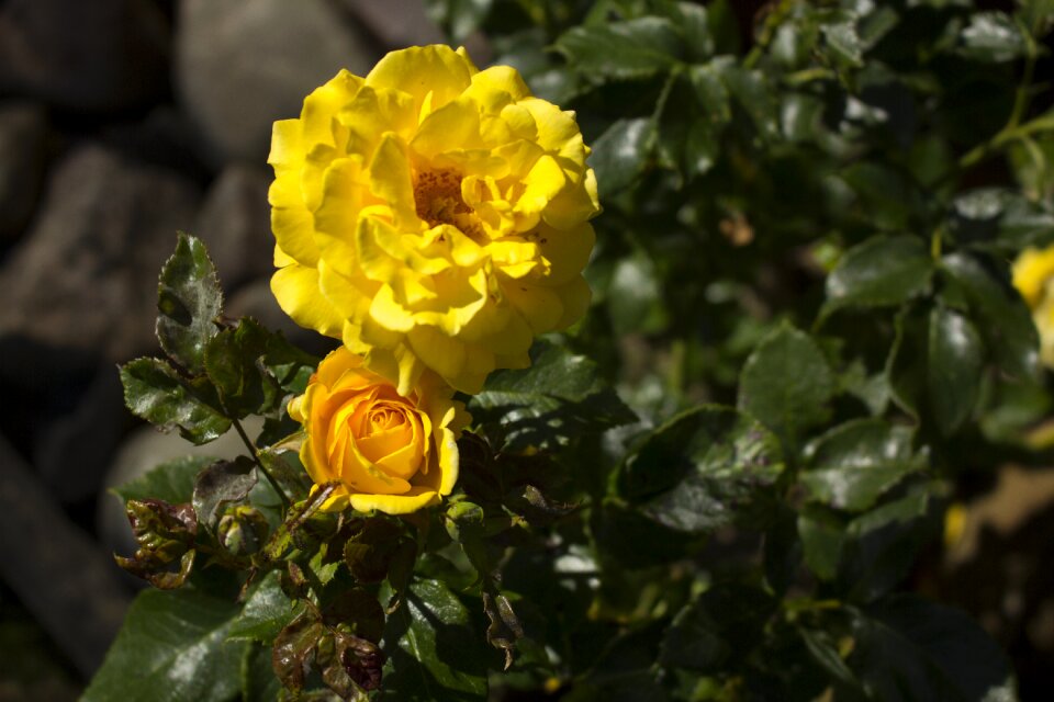 Bloom yellow rose flower