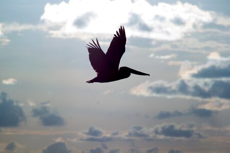 Silhouette birds sky photo