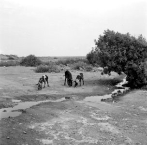 Drie varkens, Bestanddeelnr 252-3443