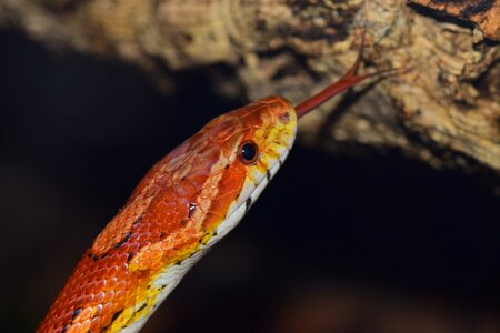 Skin orange constrictor