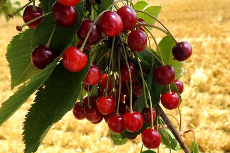 Red sweet cherries orchard