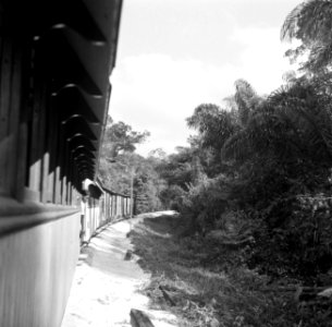 De goudveldentrein op het tracee Paramaribo - Kabelstation, Bestanddeelnr 252-5984