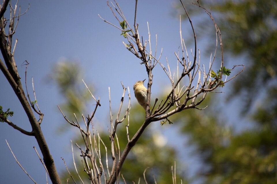 Wildlife habitat wild