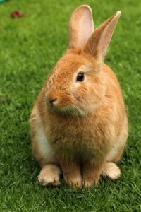 Brown mammals pet