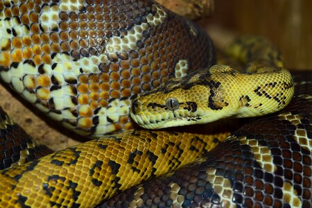 Reptile constrictor snakehead