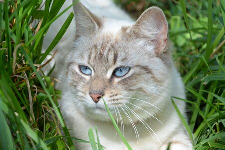 Domestic animal herbs moustache