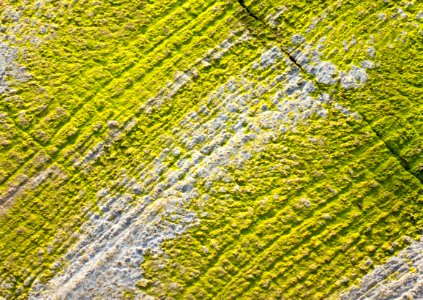 Dried algae on a walkway in Govik 4 photo