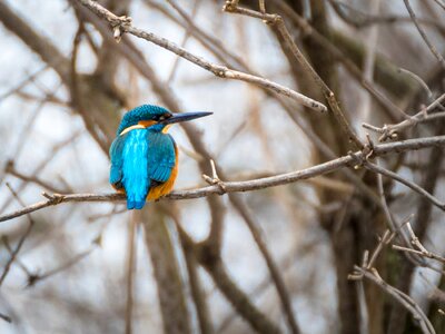 Colorful animal world plumage
