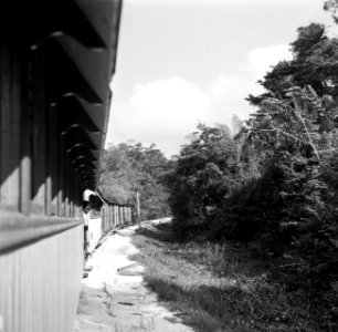 De goudveldentrein op het tracee Paramaribo - Kabelstation, Bestanddeelnr 252-5983