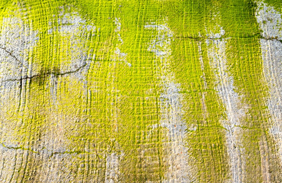 Dried algae on a walkway in Govik 2